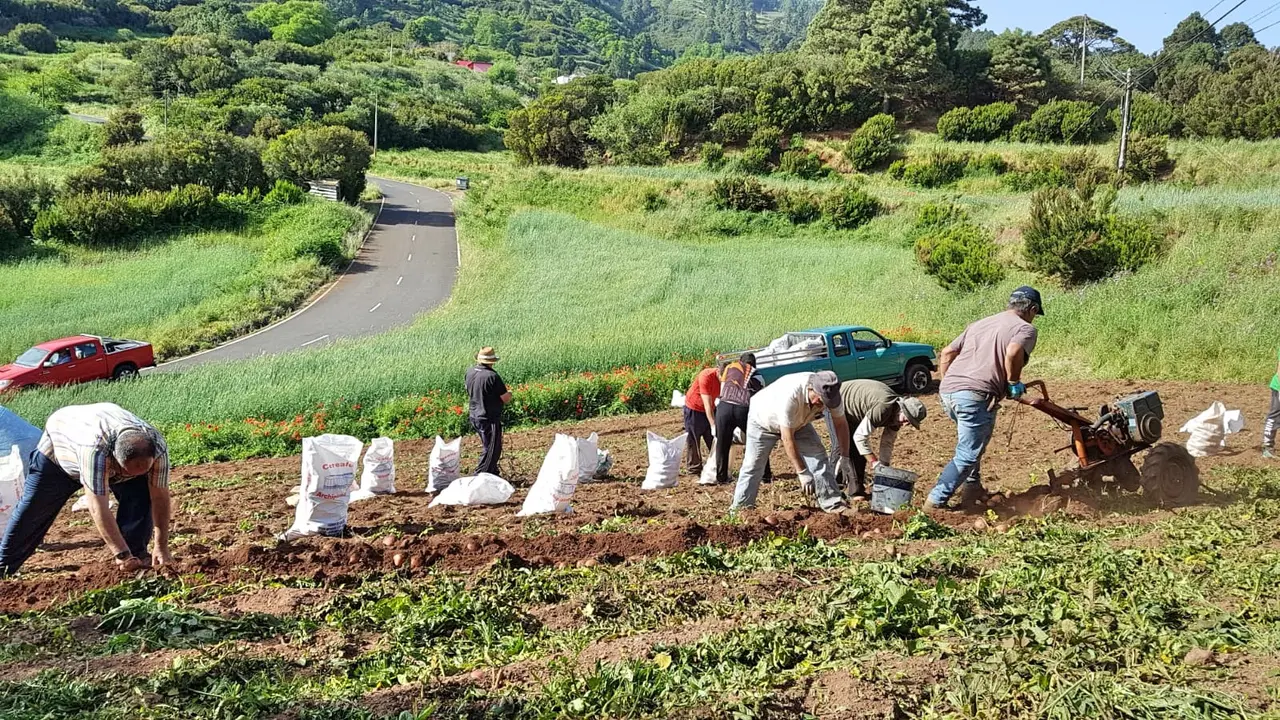 Recogida de papas en Garaf&iacute;a (La Palma) agricultura _Fotor
