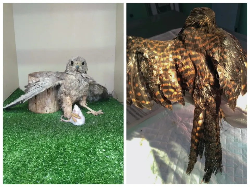 Rapaces La Tahonilla _Fotor