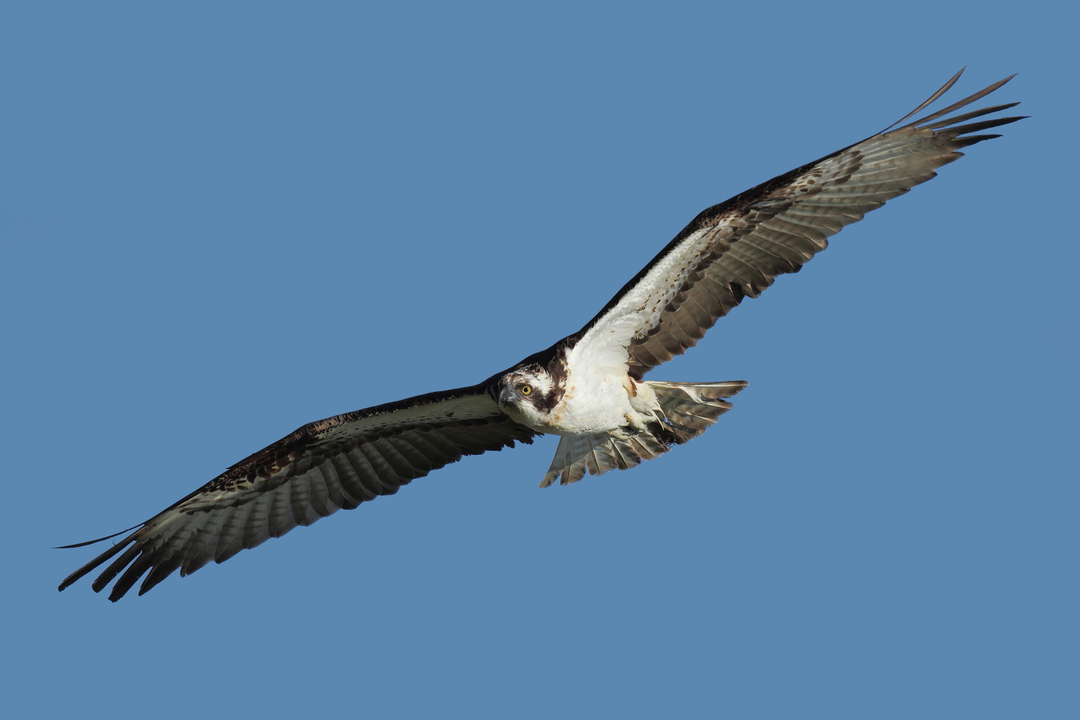 Foto 1. &Aacute;guila pescadora o guincho. Beneharo Rodr&iacute;guez