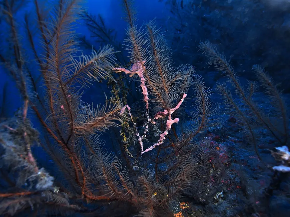 Coral Negro1_Fotor