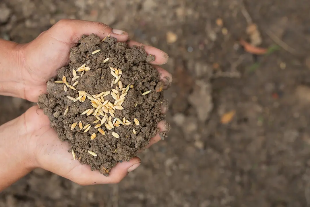 The concept of World Food Day, a man's hand embraces soil with paddy seeds on top.