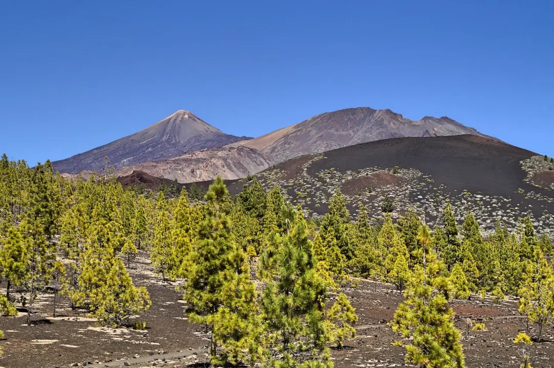 Pinos canarios Pinar 1