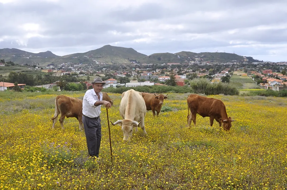Ganado ganadero pastor vacas Image 2021-12-30 at 13