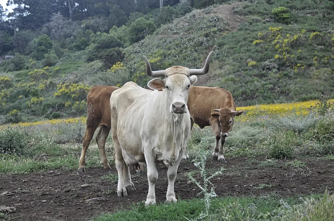 Ganado vacuno vacas Image 2021-12-30 at 13