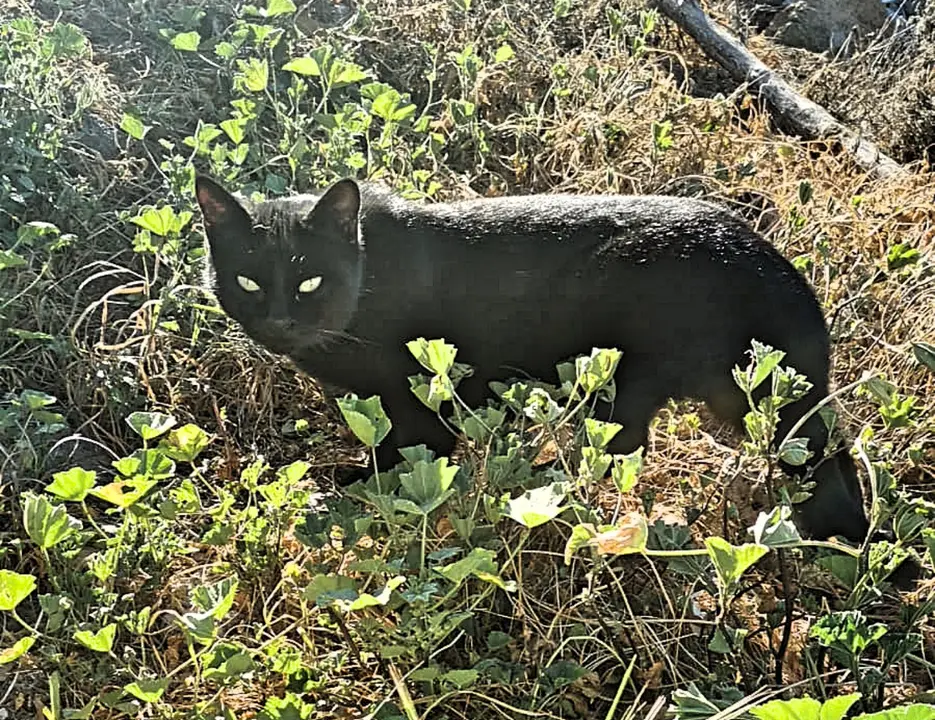 Gato negro