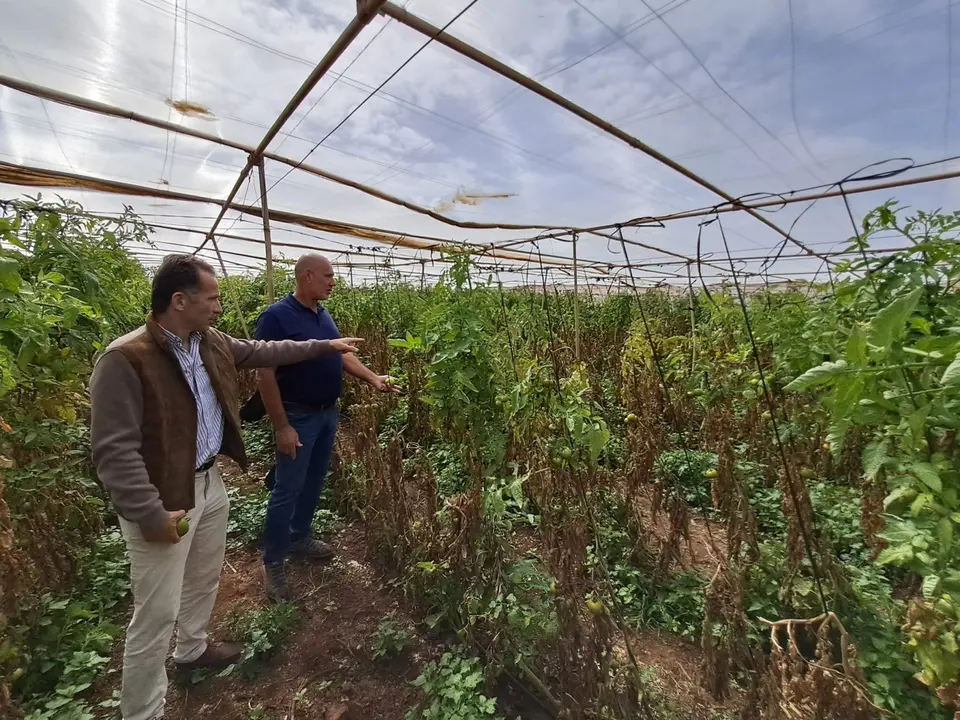 El viceconsejero &Aacute;lvaro de la Barcena visit&oacute; hoy fincas de tomate en Granadilla de Abona y Arico(1)
