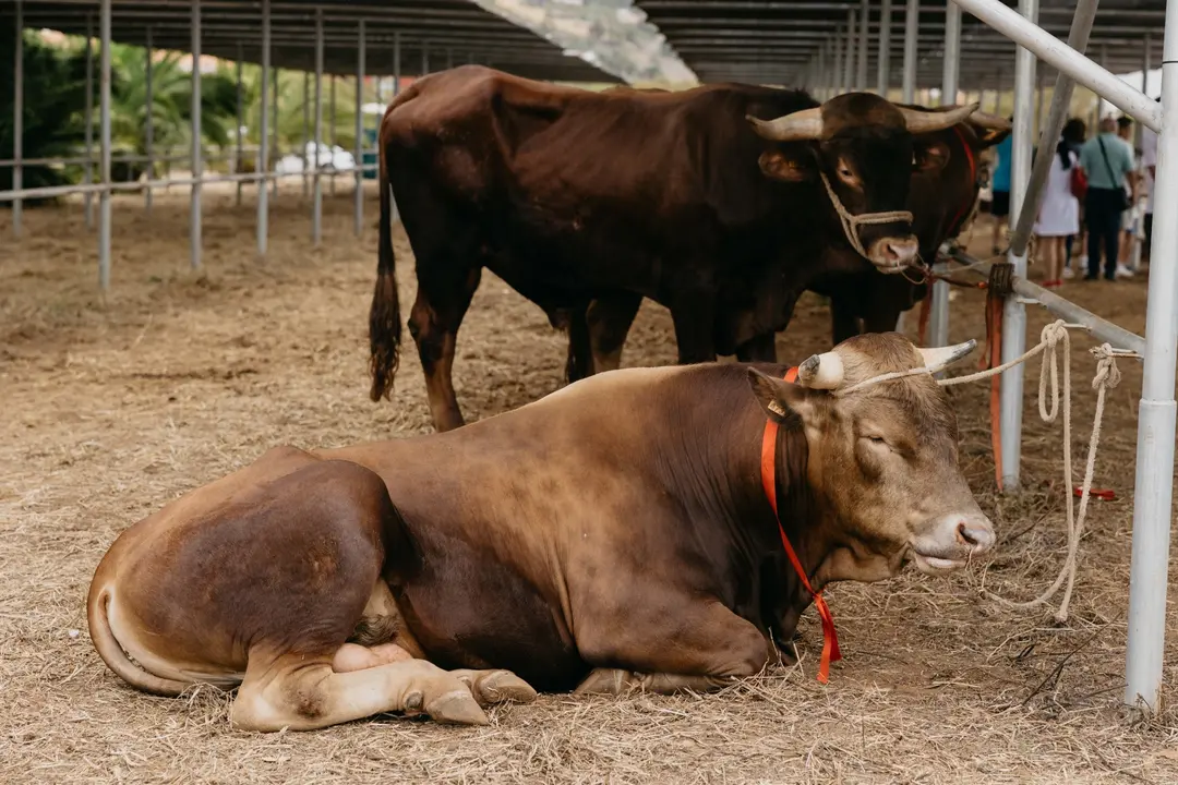 Vacas toros ganado vacuno Subvenciones razas aut&oacute;ctonas(1)
