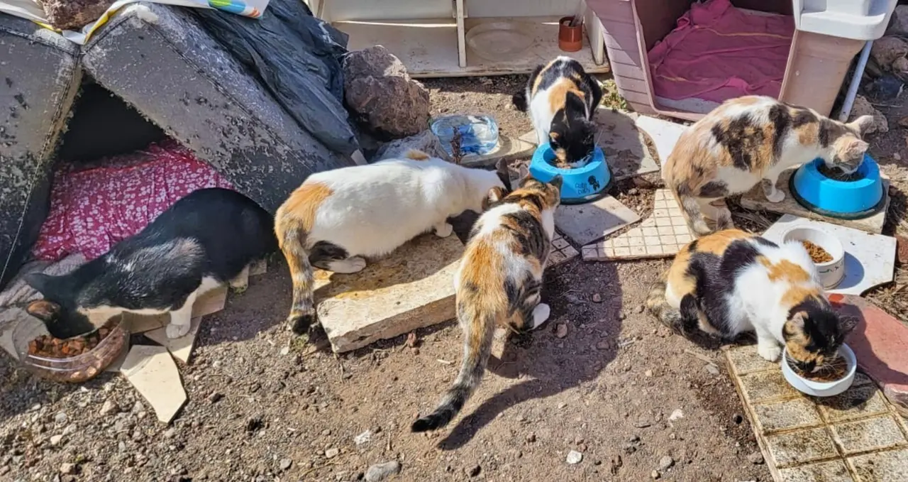 Arona Gatos (1)