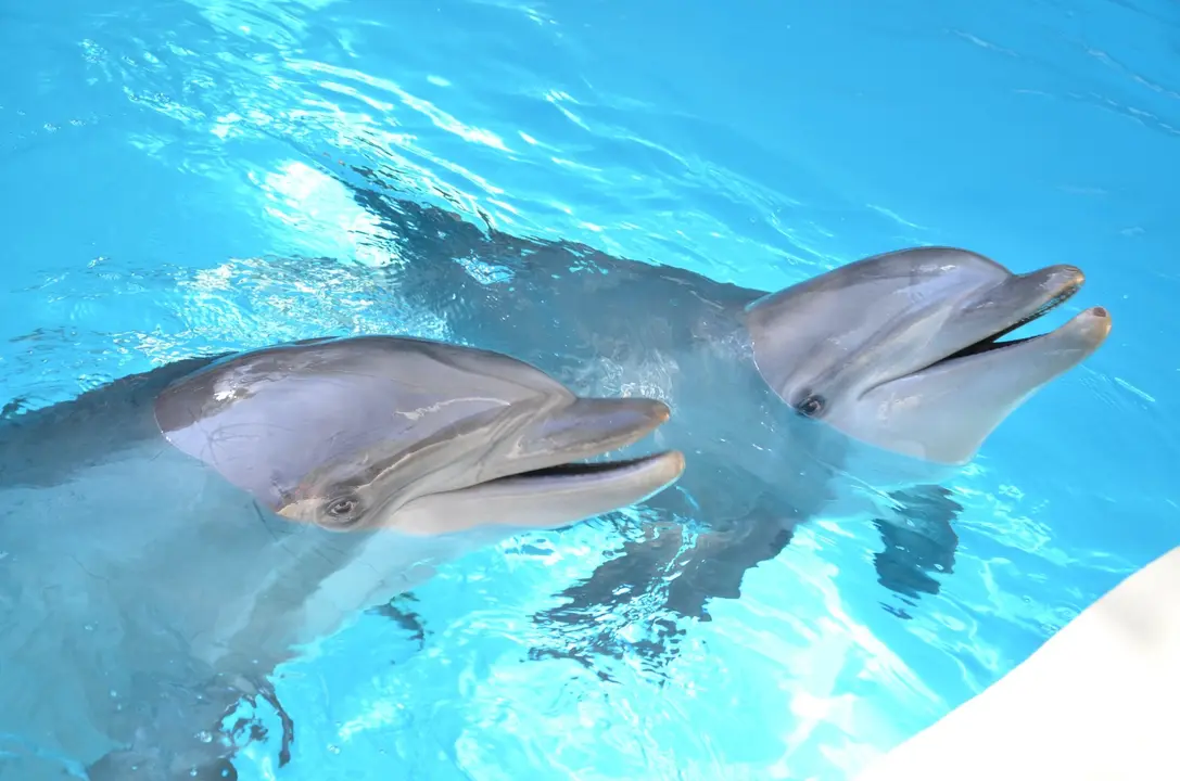 Delfines Loro Parque _3479(1)