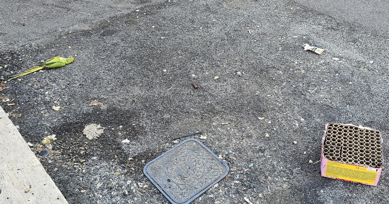 Una cacat&uacute;a yace muerta al lado de una caja de fuegos artificiales.