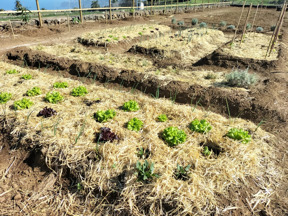 Huerto eco comestible 02-11(1)