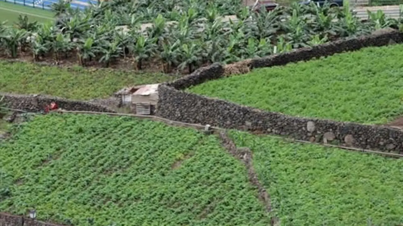 tierra-plantas-agricultura1
