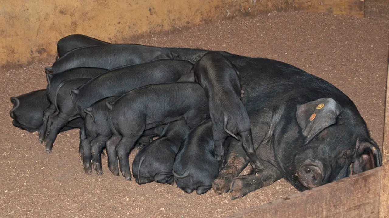 COCHINO NEGRO CANARIO