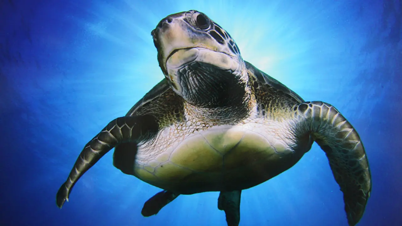 TORTUGA