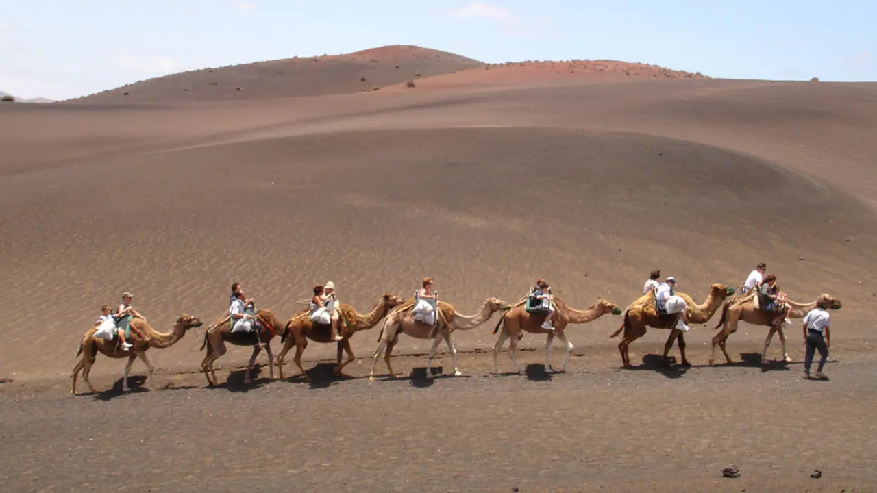 7225camellos