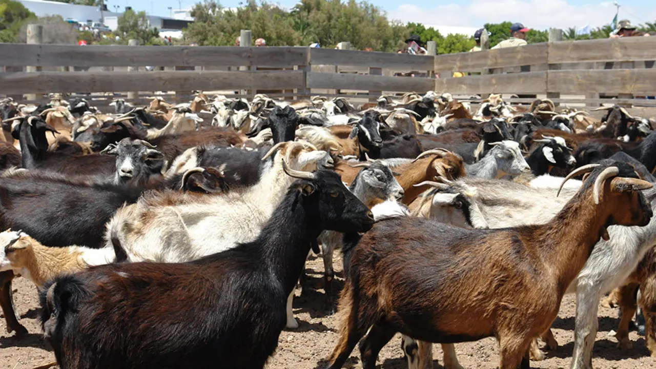 cabras