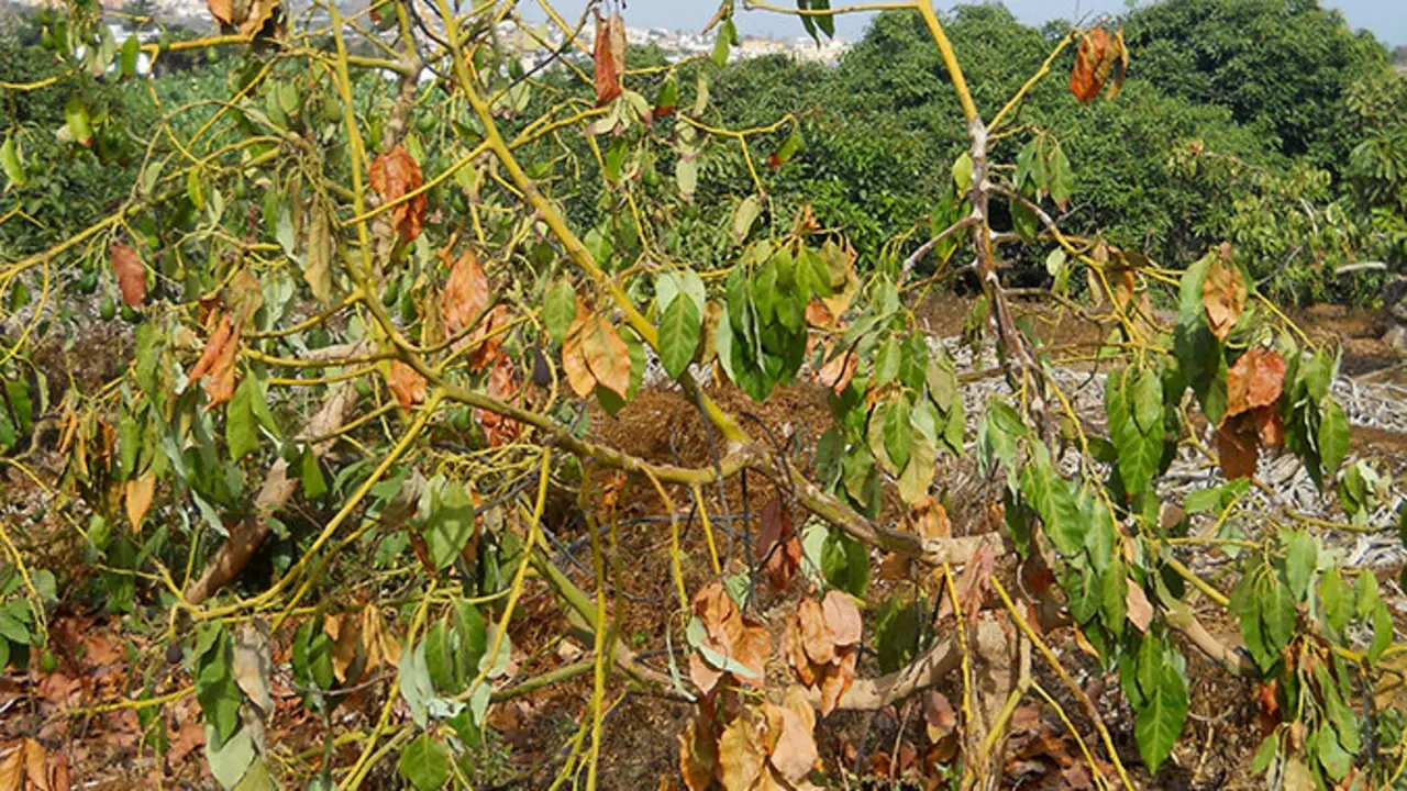 Nueva imagen.AGUACATE