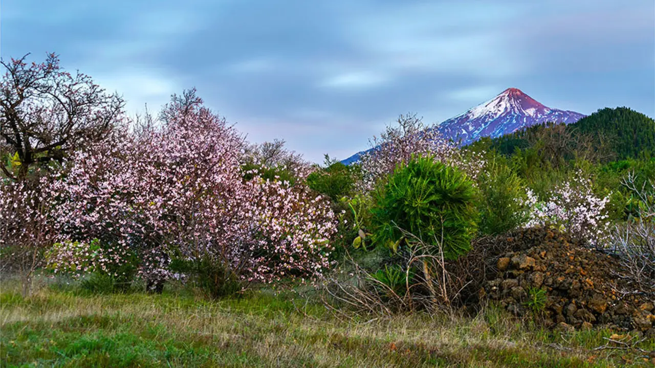 Foto almendros en flor
