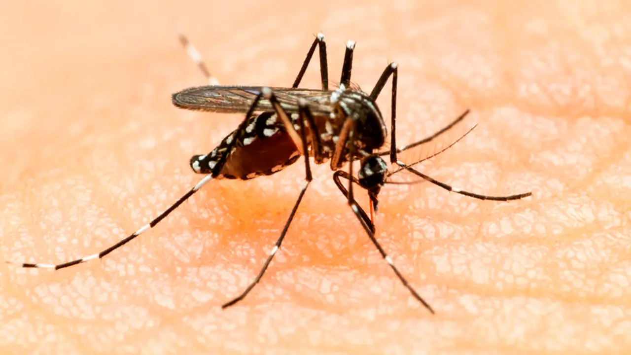 Zika