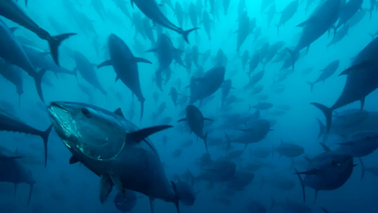 atun-aleta-azul