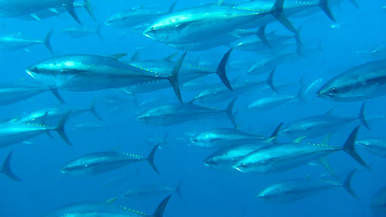 El-atun-rojo-transporta-isotopos-radiactivos-de-Fukushima-a-California