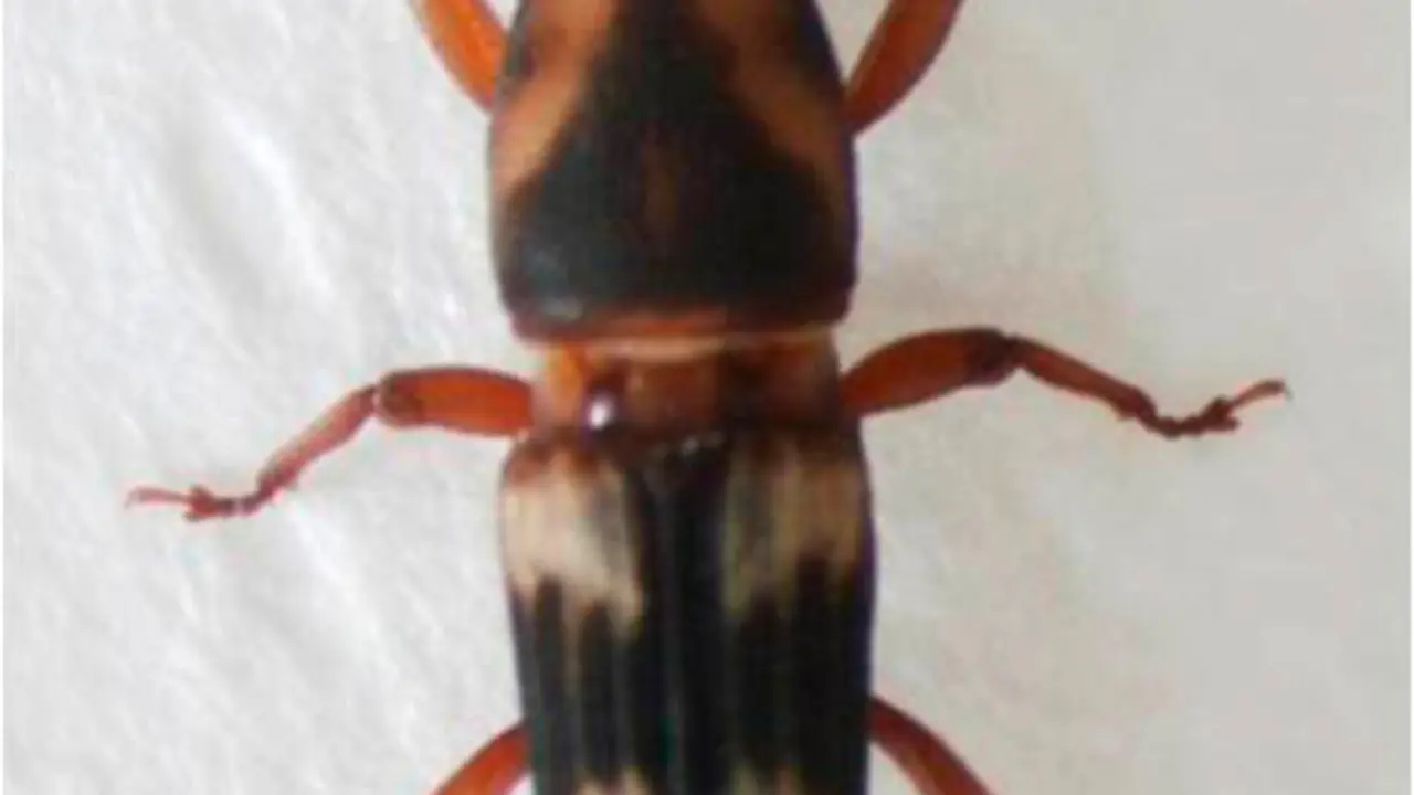 diocalandra macho