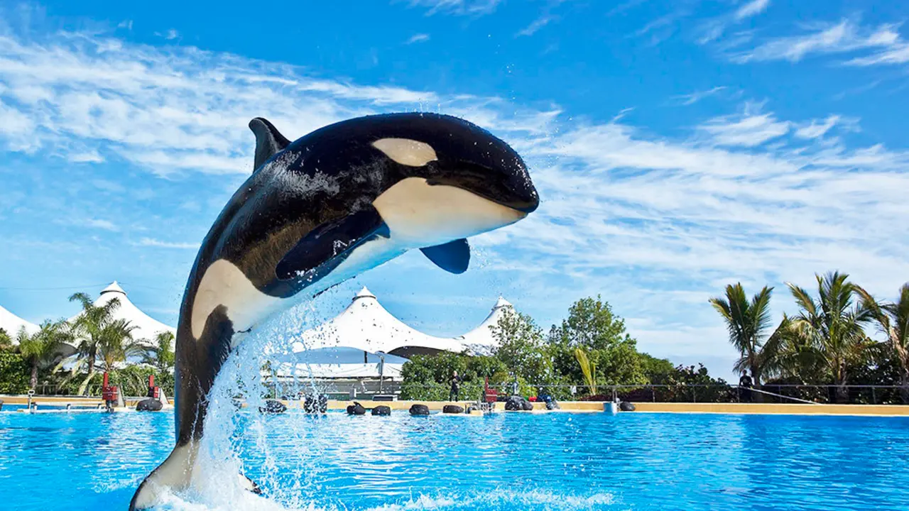 ORCAS LORO PARQUE 