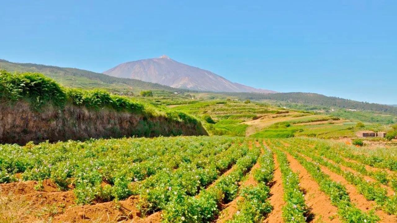 Cultivo de papas 