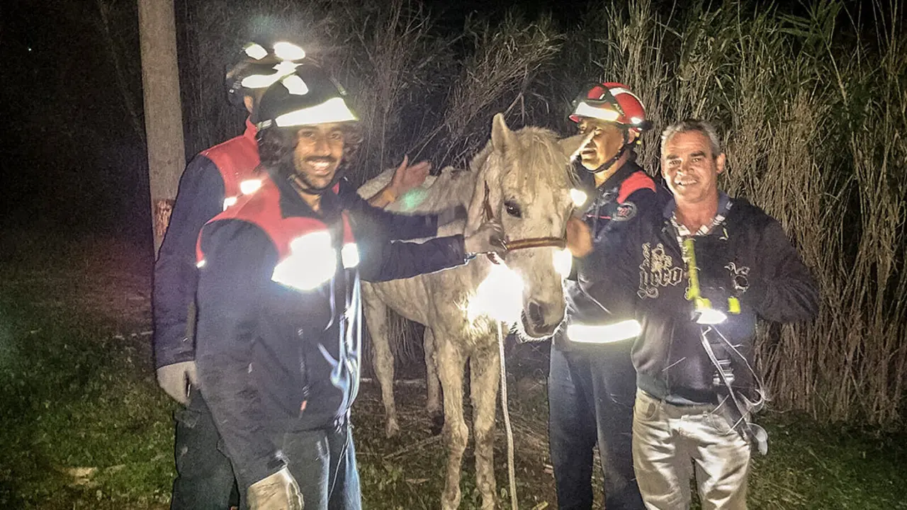 rescate caballo