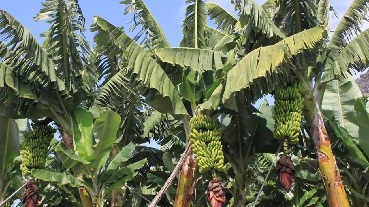 platanos