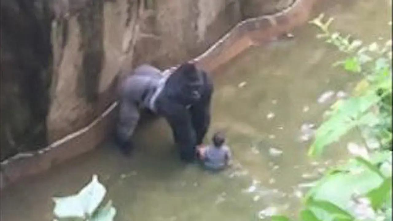 Harambe con el ni&ntilde;o