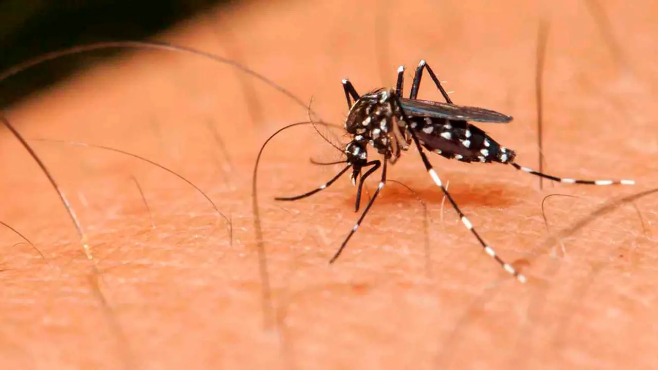 detectan-mosquito-portador-zika-14-paises