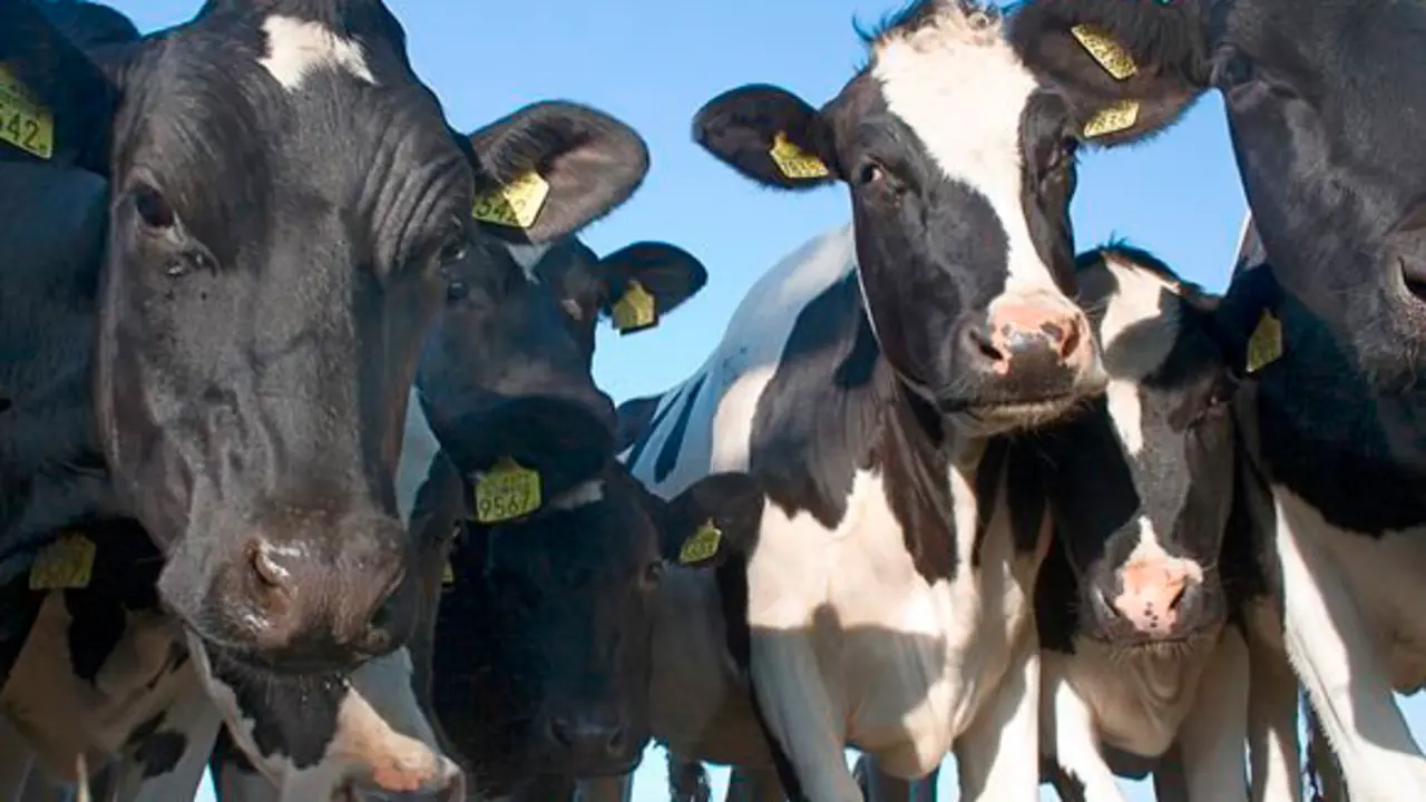 VACAS EN CANARIAS