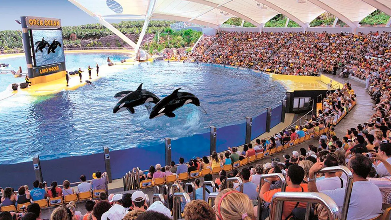 orcas loro parque 3