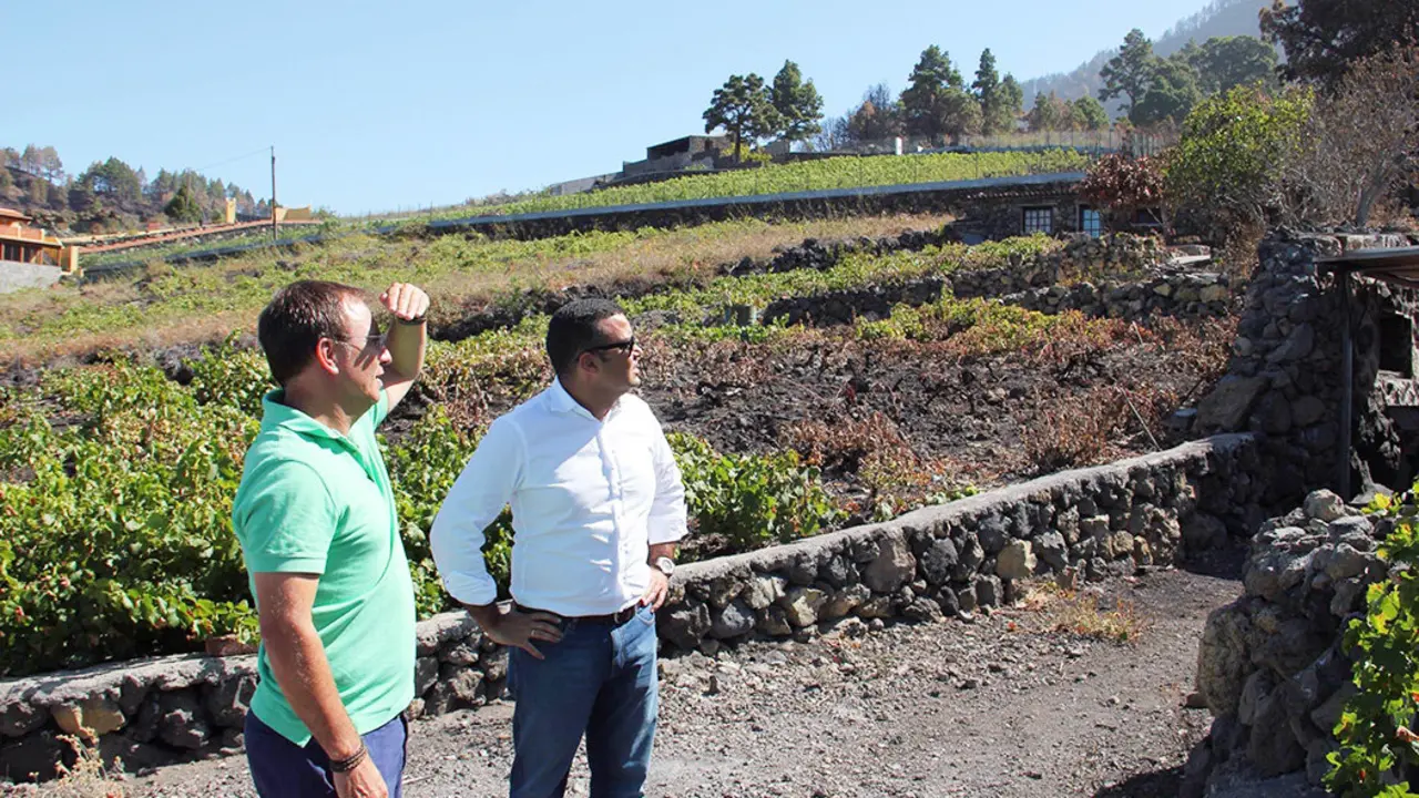 vi&ntilde;edos afectados El Paso. Visita junto al alcalde