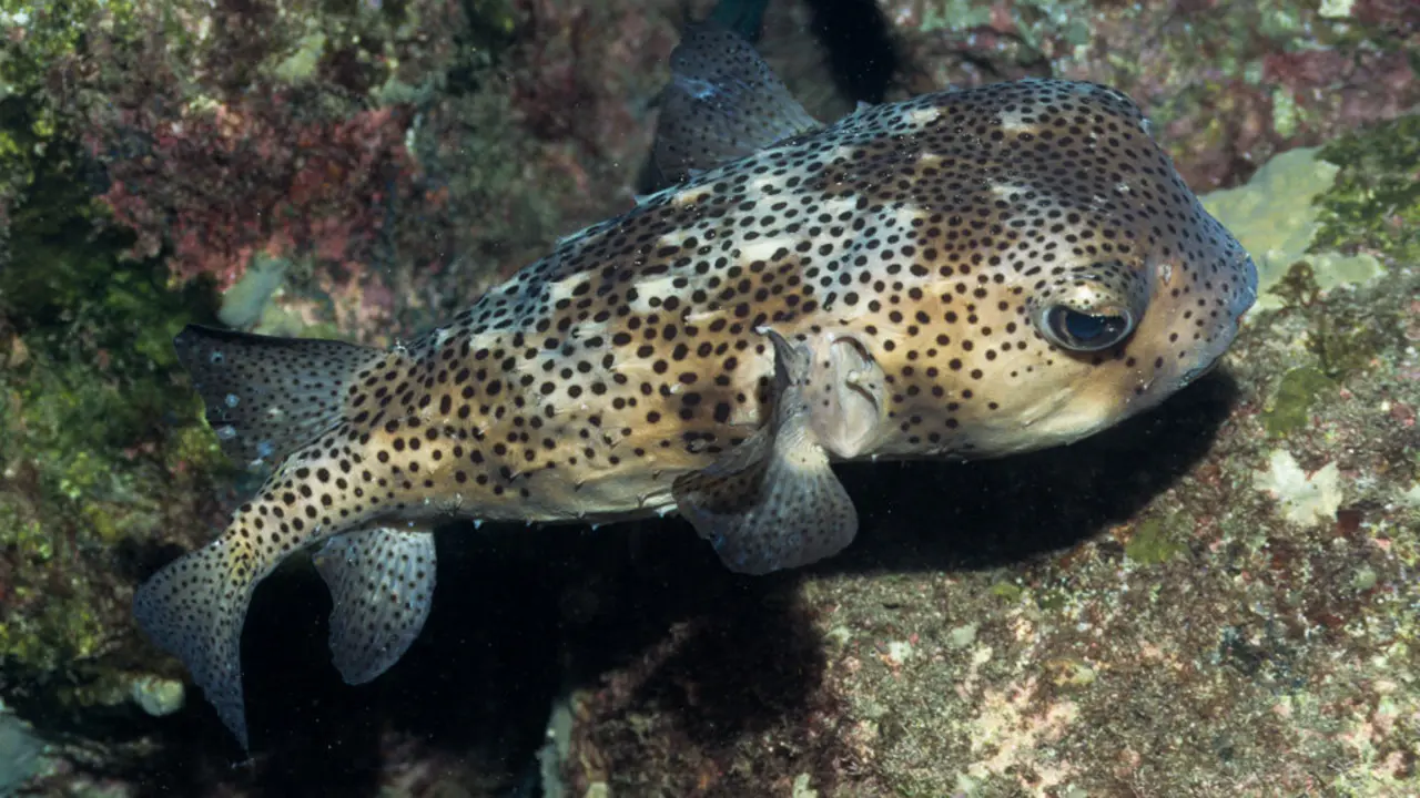 Chilomycterus atringa_rherrera (1)