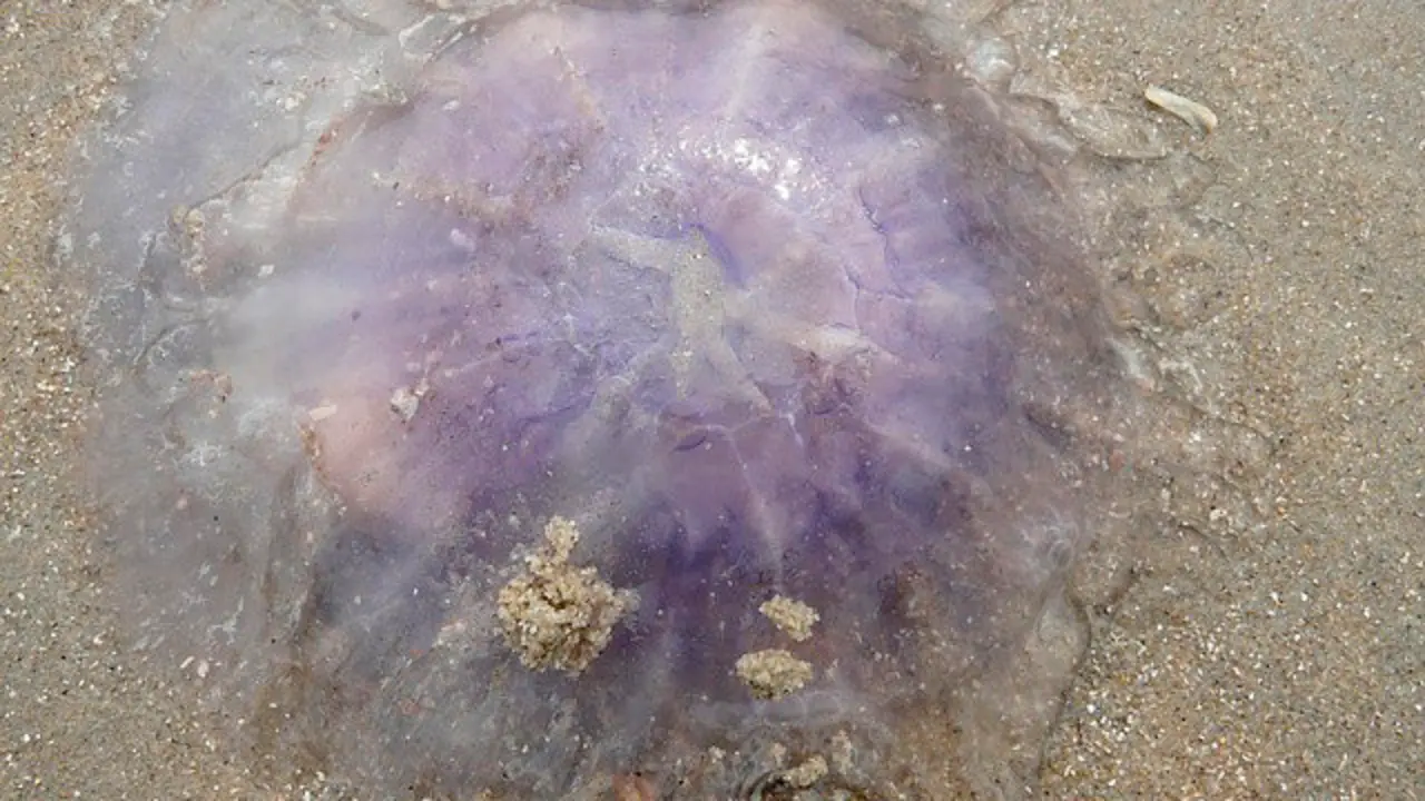 MEDUSA PLAYA