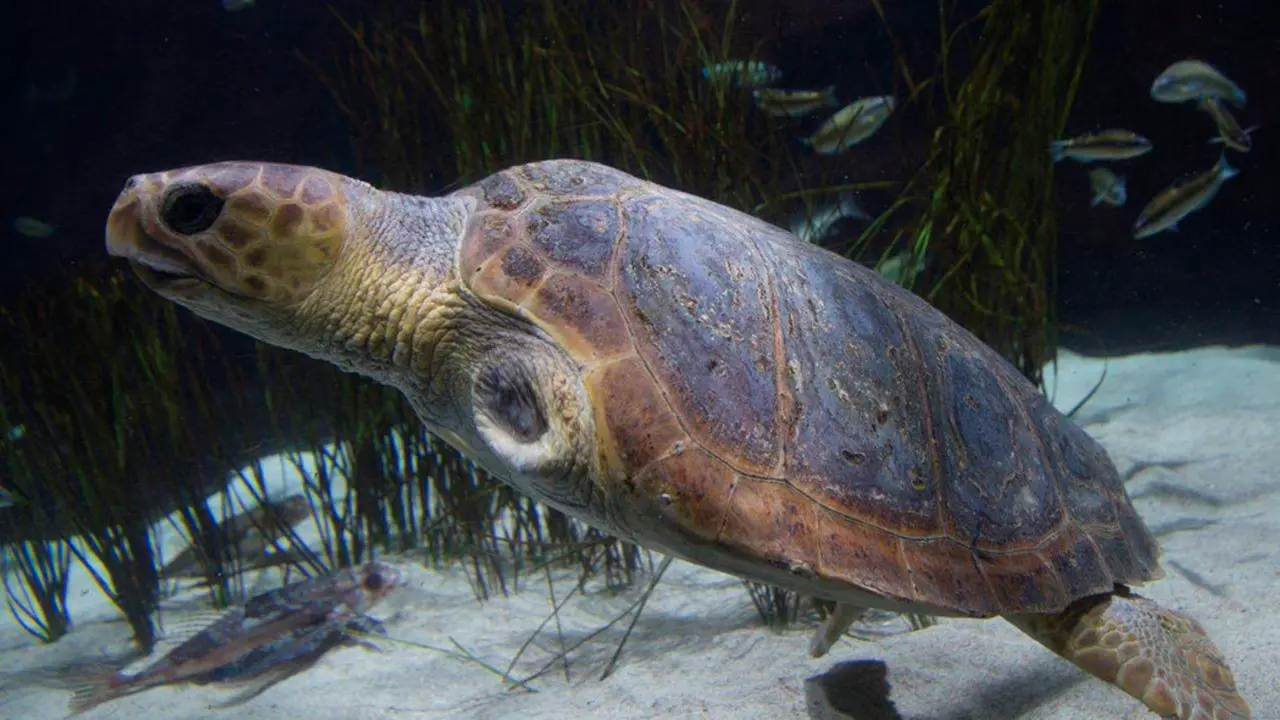TORTUGA CARETA CARETA MUTILADA1
