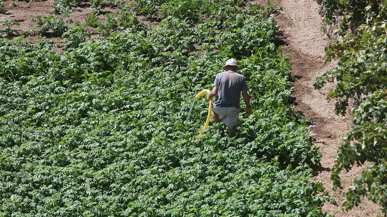 Agricultor trabajando su huerta de papas