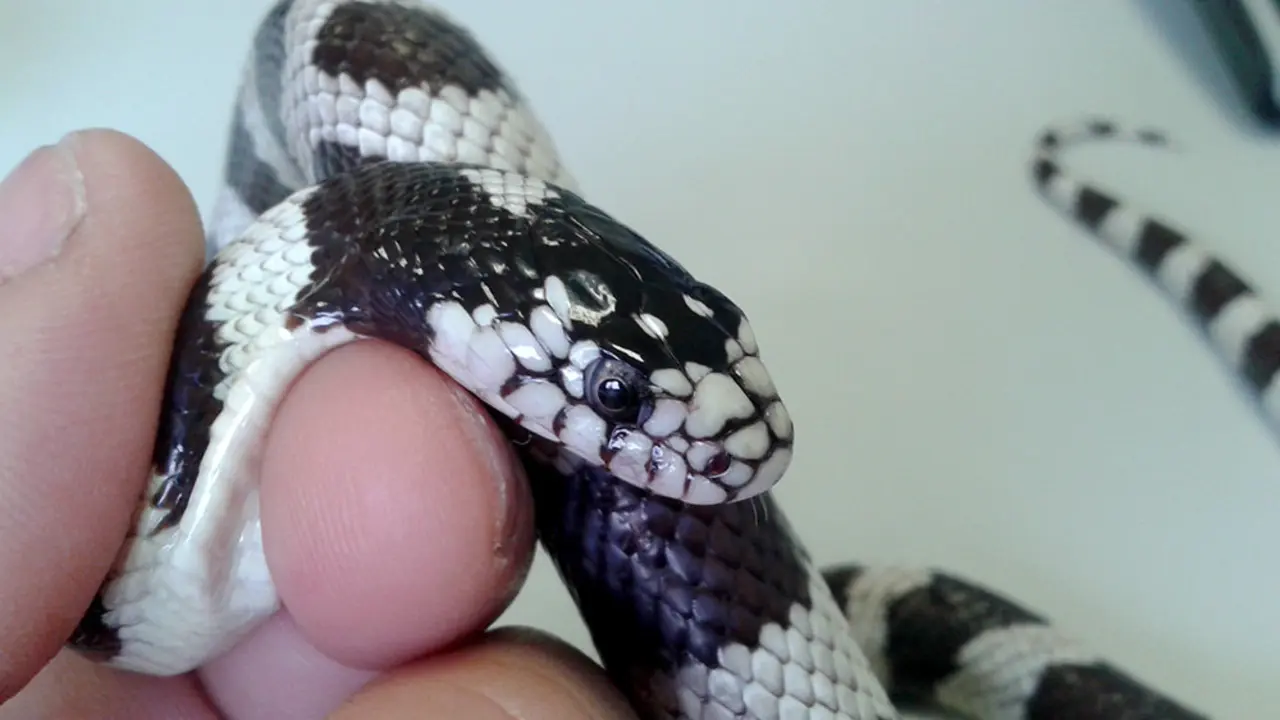 Serpiente-Rey-californiana