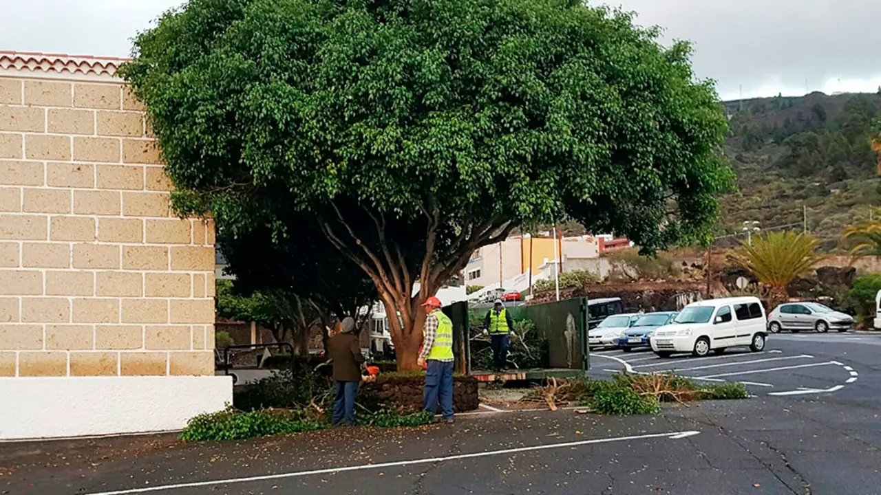 Foto trabajos de poda que se realizan en el cementerio de Tamaimo