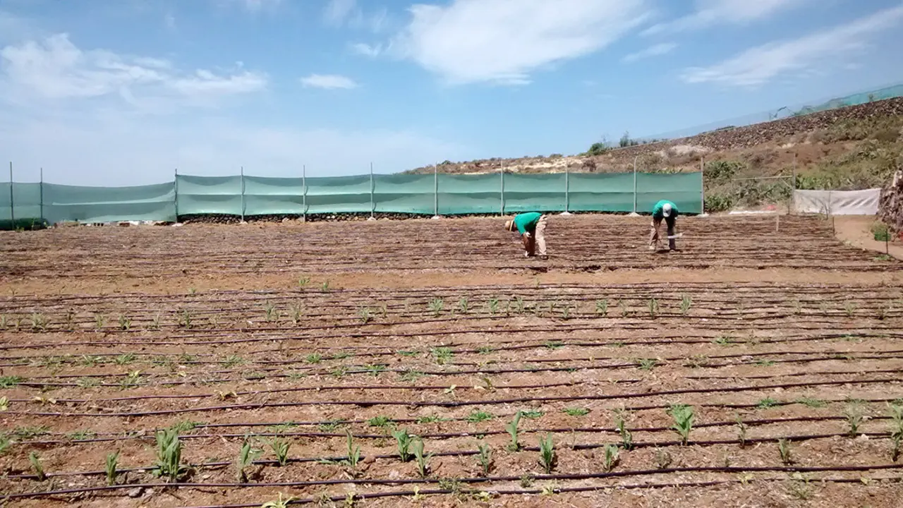 Agricultura