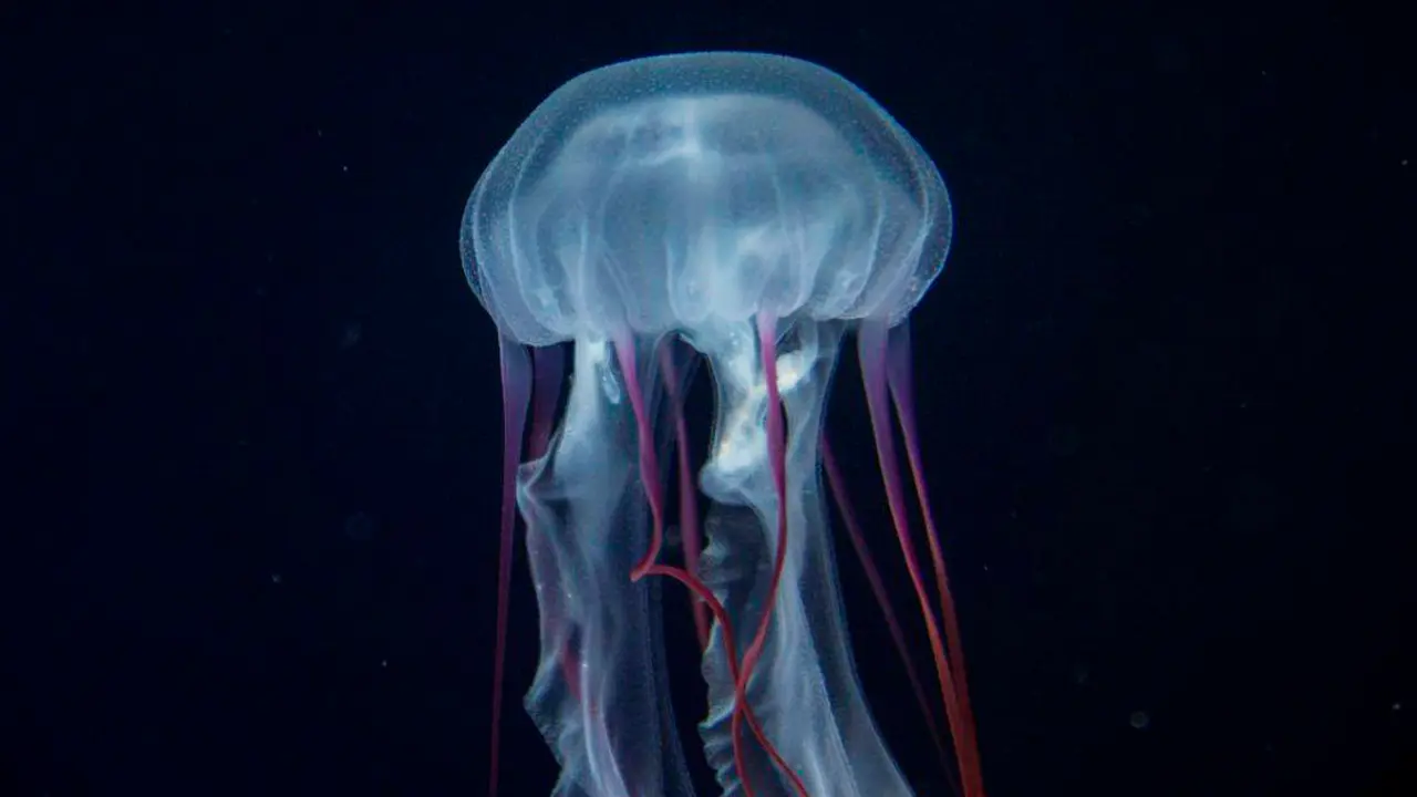 Medusa colorata_1