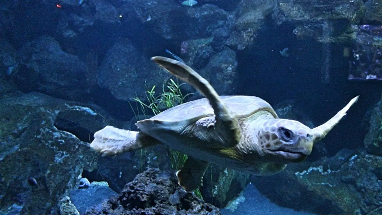 Loro Parque tortuga boba__3__Fotor