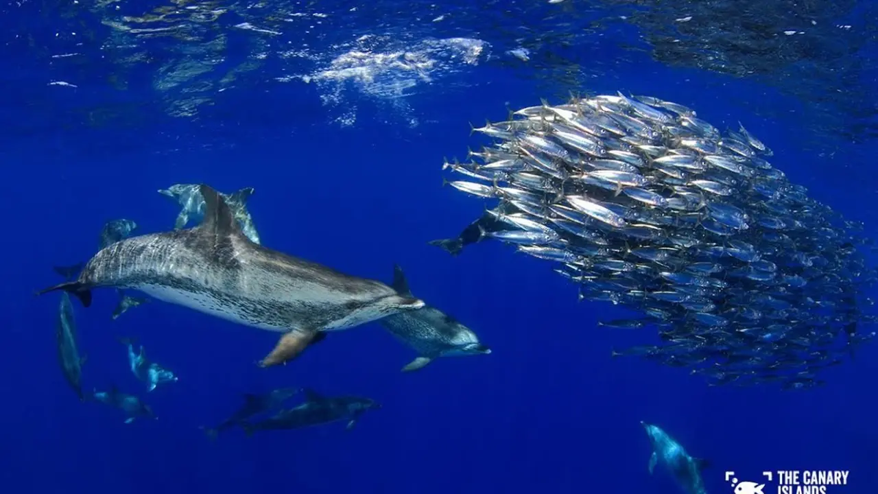 CANARY ISLANDS DIVE PHOTO CHALLENGE
