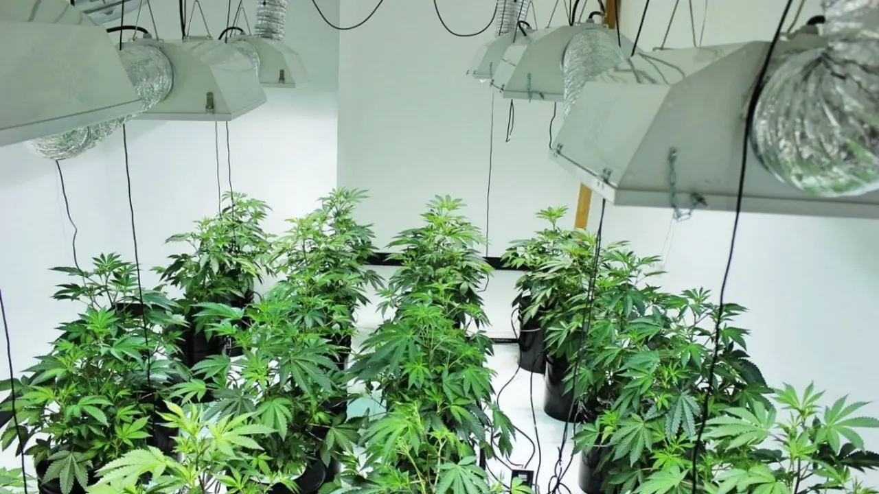 plantar semillas de cannabis_Fotor