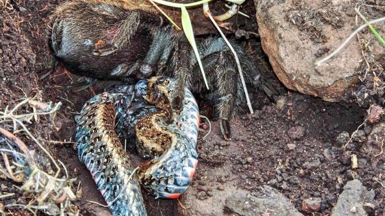 TARANTULA SE COME UNA SERPIENTE