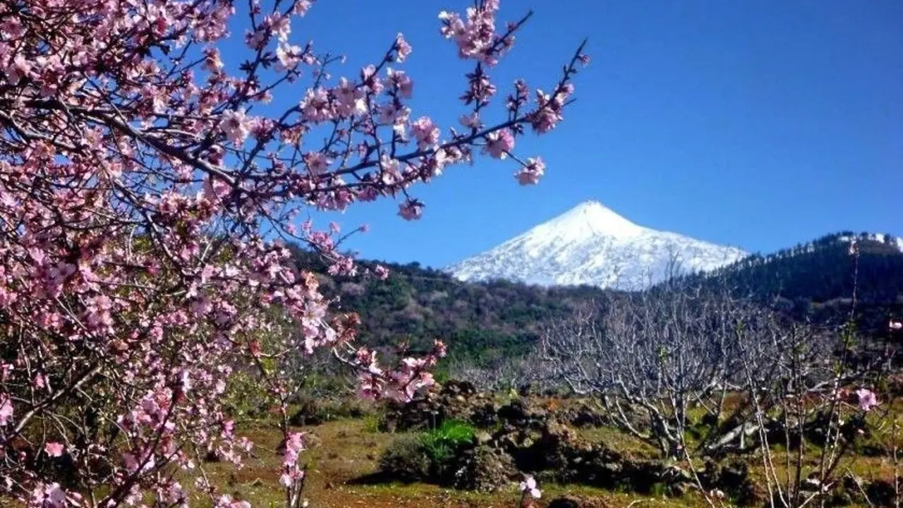 Imagen almendro en flor_Fotor