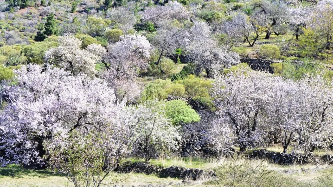 Foto almendros en flor Santiago del Teide_Fotor