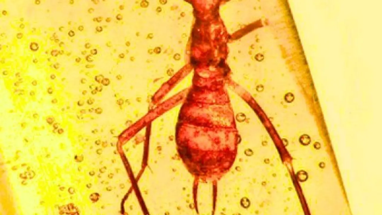 HORMIGA ALIEN